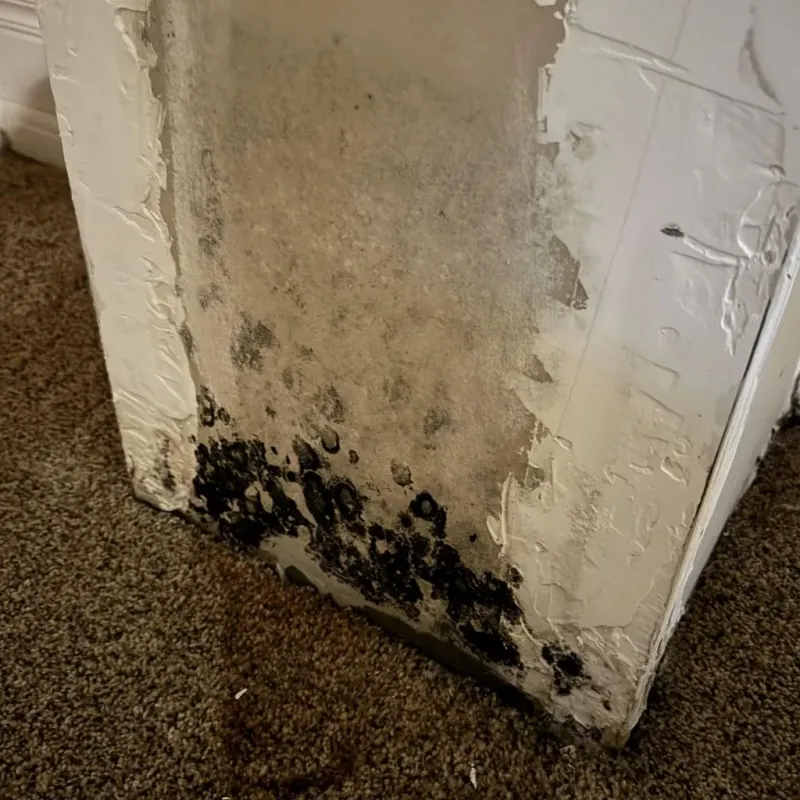 Professional Mold Removal in Bledsoe County, TN